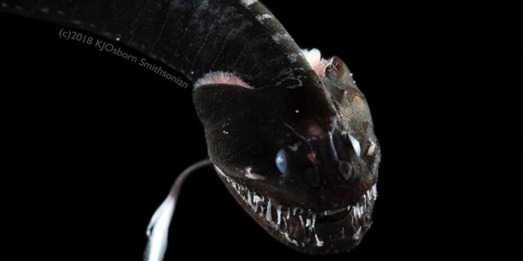 Où se trouve la lamproie ?