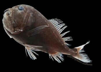 Où se trouve la lamproie ?