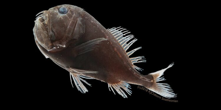 Où se trouve la lamproie ?