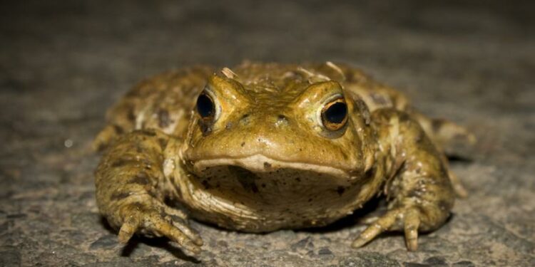Où sont les crapauds la journée ?
