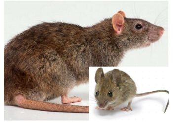 Où sont les rats la journée ?