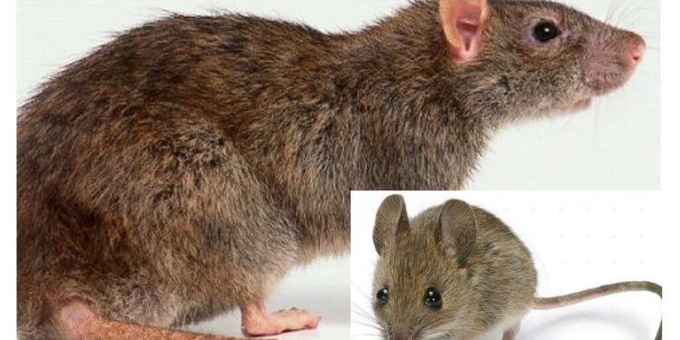 Où sont les rats la journée ?