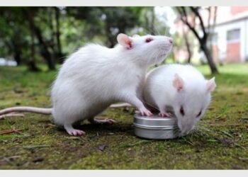 Où sont les rats la journée ?