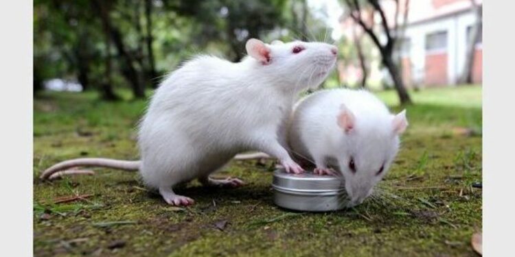 Où sont les rats la journée ?