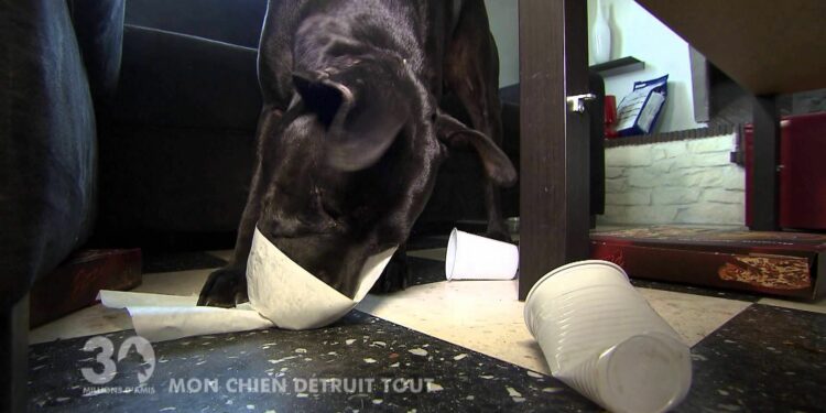 Où taper un chien ?