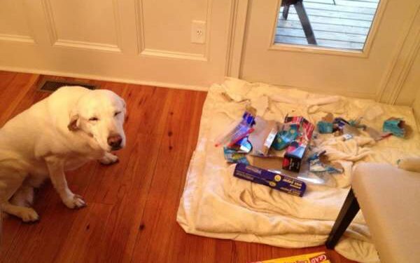 Où taper un chien ?