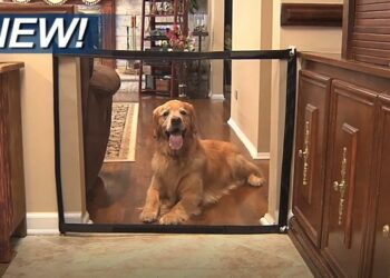 Où trouver chatière chien ?