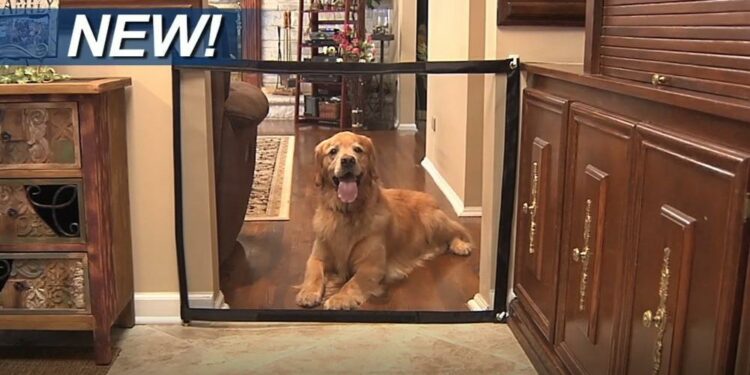 Où trouver chatière chien ?