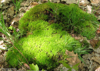 Où trouver de la mousse dans la nature ?