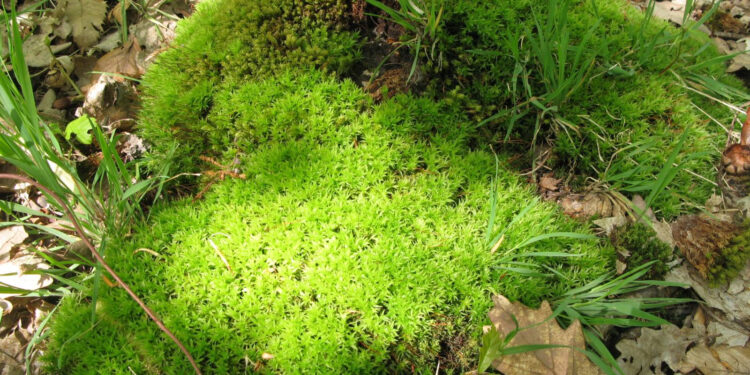 Où trouver de la mousse dans la nature ?