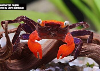 Où trouver des crabes vampire ?