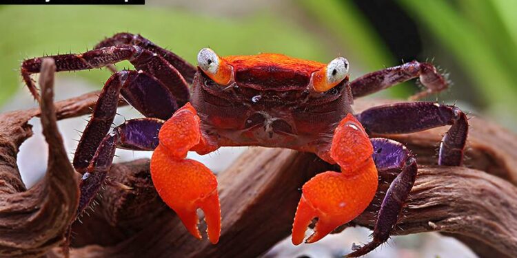 Où trouver des crabes vampire ?