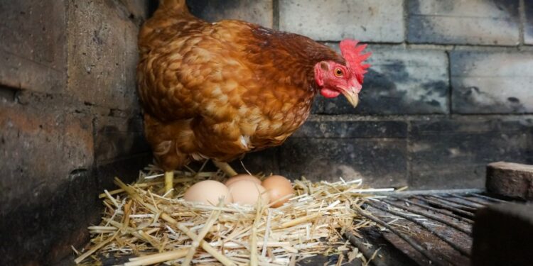 Où trouver des poules à vendre ?