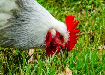 Où trouver des poules à vendre ?