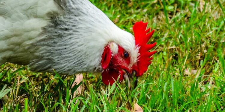 Où trouver des poules à vendre ?
