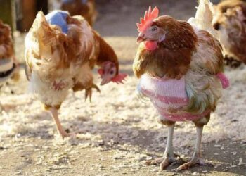 Où trouver des poules pondeuses de réforme ?
