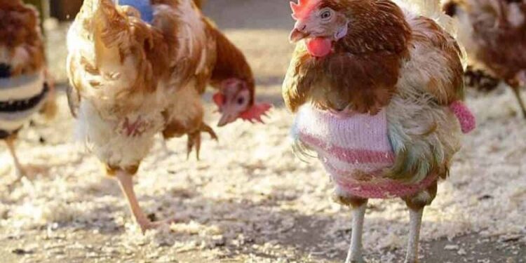 Où trouver des poules pondeuses de réforme ?
