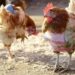 Où trouver des poules pondeuses de réforme ?