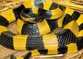 Où trouver des serpents ?