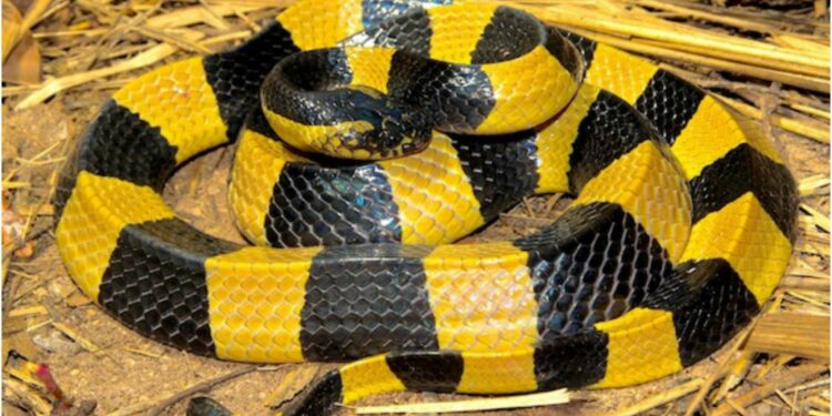 Où trouver des serpents ?