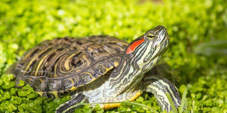 Où trouver des tortues d'eau ?