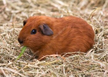 Où trouver du foin de qualité ?