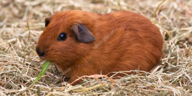 Où trouver du foin de qualité ?