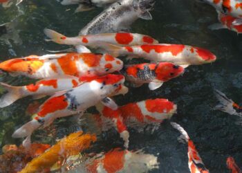 Où trouver les scalaire raimei ?