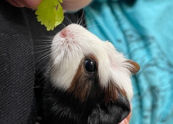 Où trouver un mini cochon ?