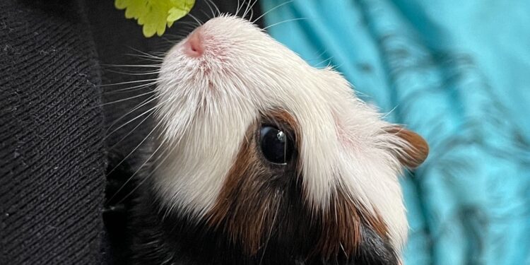 Où trouver un mini cochon ?