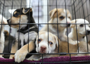 Où trouver un petit chien gratuit ?