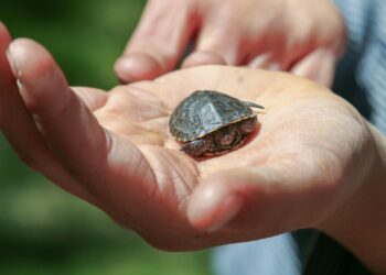 Où trouver une petite tortue d'eau ?