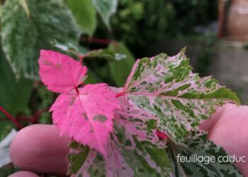 Où trouver une plante serpent ?