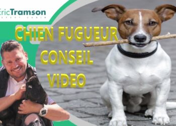 Où va un chien qui fugue ?