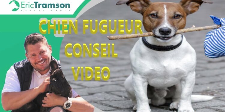 Où va un chien qui fugue ?