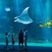 Où visiter un aquarium en France ?