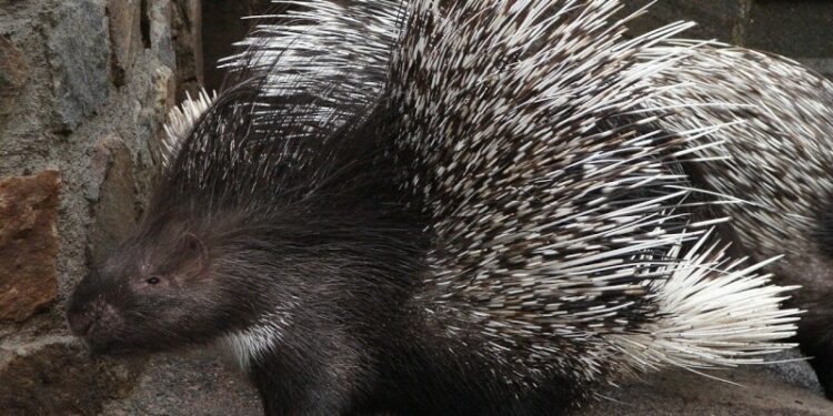 Où vit le grand Cabiaï ?