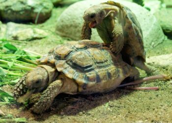 Où vit les tortue ?