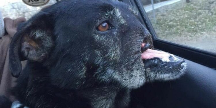 Où vivent les animaux ?