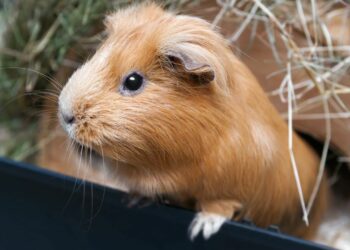 Où vivent les cobayes ?