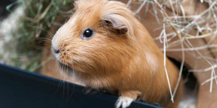 Où vivent les cobayes ?