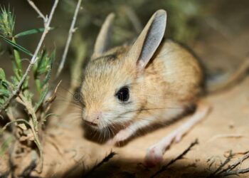 Où vivent les rats des champs ?