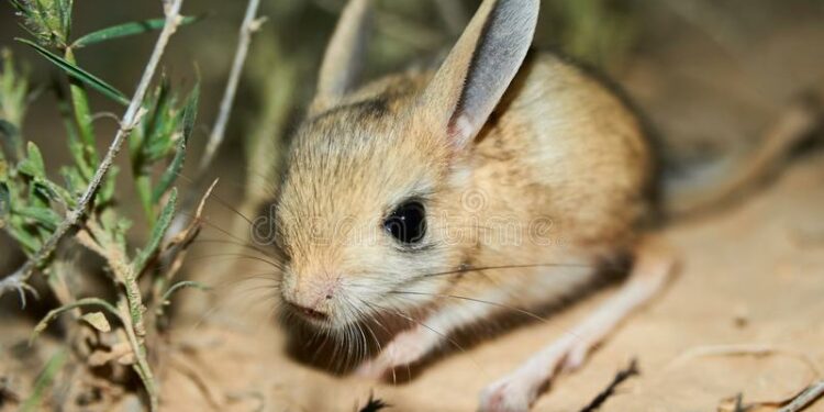 Où vivent les rats des champs ?