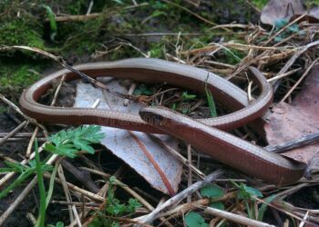 Où vivent les serpents d'eau ?