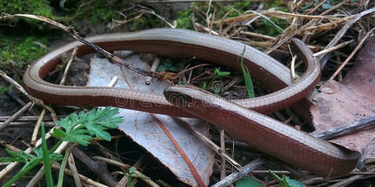 Où vivent les serpents d'eau ?