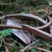 Où vivent les serpents d'eau ?
