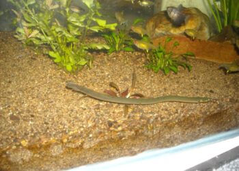 Où vivent les serpents d'eau ?