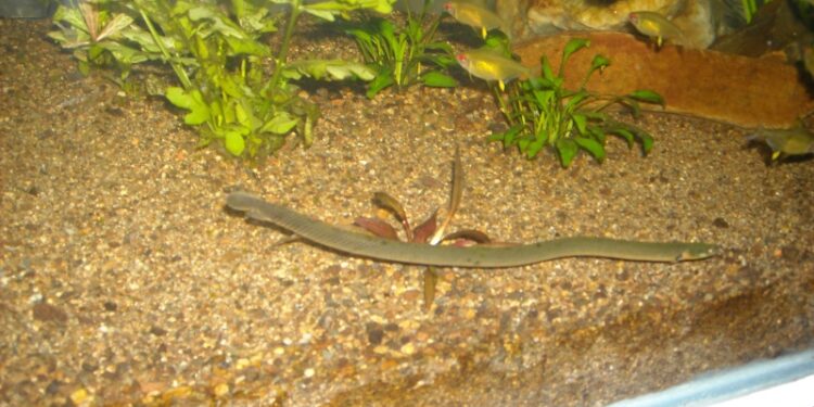 Où vivent les serpents d'eau ?