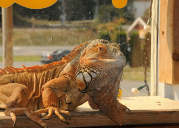 Où voir des crocodiles ?