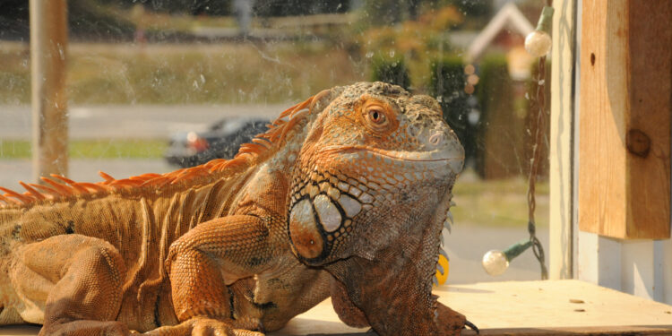 Où voir des crocodiles ?
